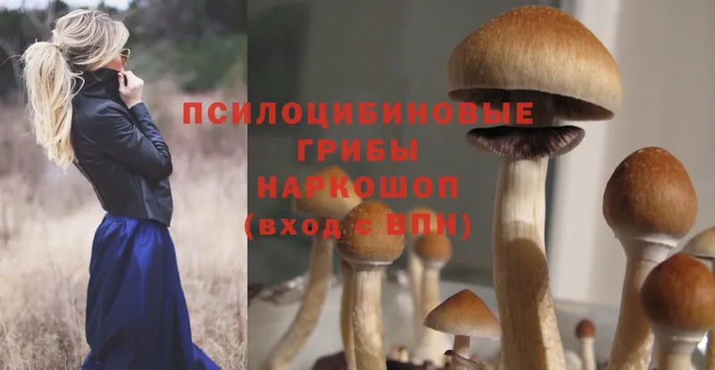 Псилоцибиновые грибы Psilocybine cubensis  Кингисепп 